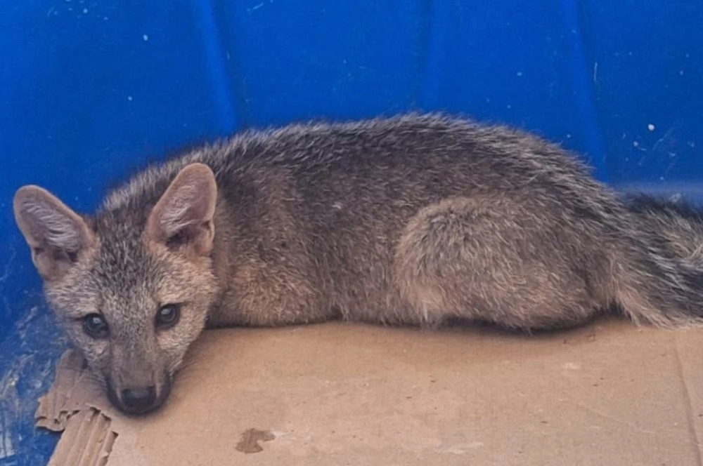 Filhote de raposa é resgatado após entrar dentro de casa na zona rural de Caxingó