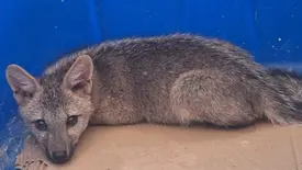 Filhote de raposa é resgatado após entrar dentro de casa na zona rural de Caxingó (Foto: Divulgação/PMPI)