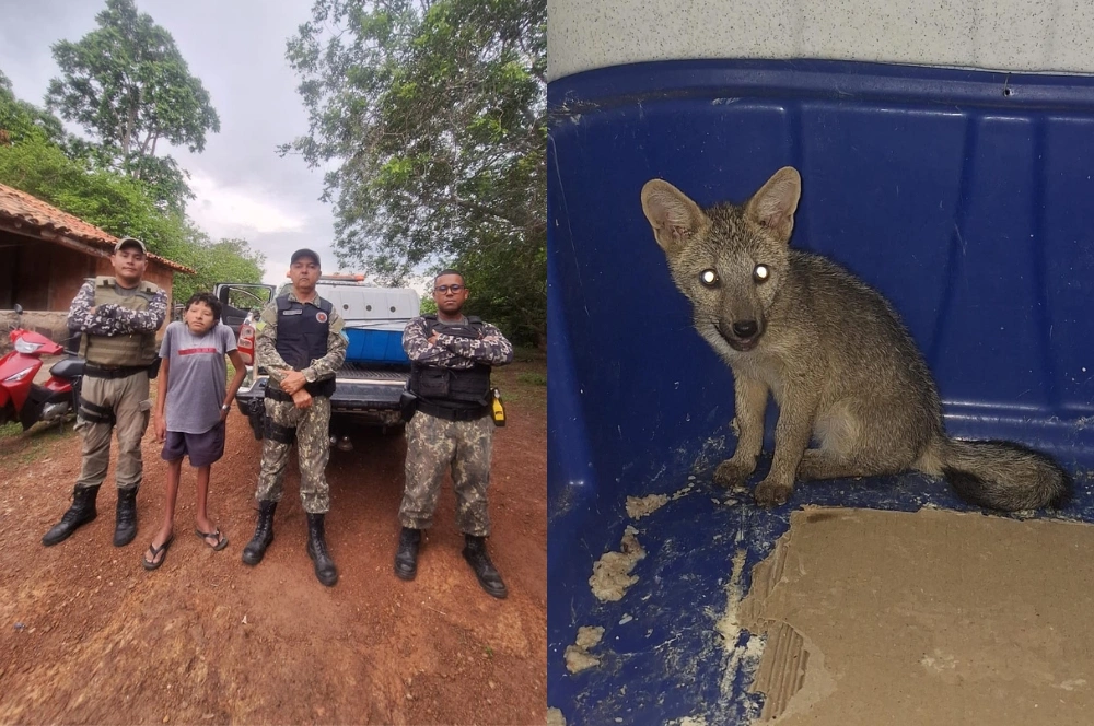 Filhote de raposa é resgatado após entrar dentro de casa na zona rural de Caxingó