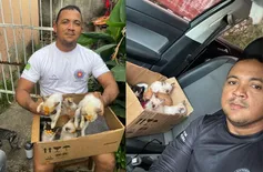 Fotógrafo denuncia abandono de filhotes de gato em ponto de lixo de Teresina