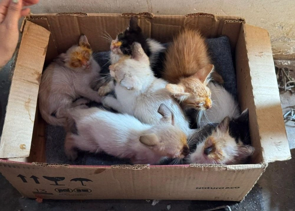 Fotógrafo denuncia abandono de filhotes de gato em ponto de lixo de Teresina