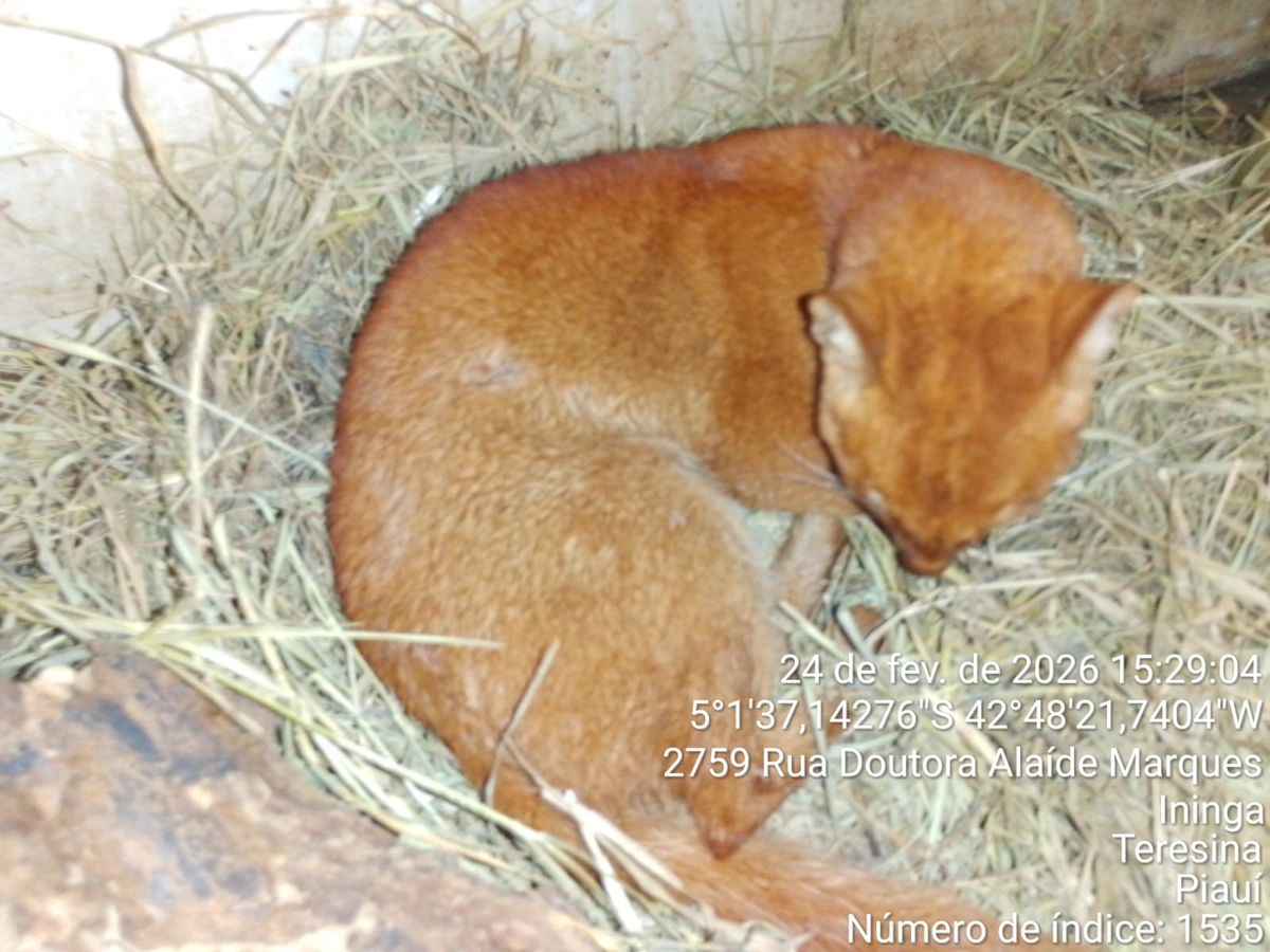 Gato-mourisco é resgatado em Castelo do Piaui e passa por reabilitação no Cetas