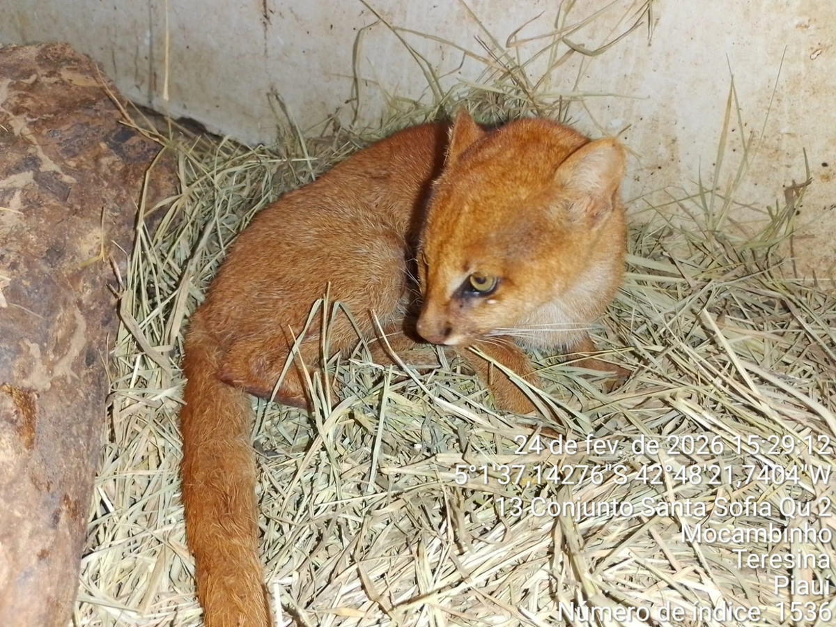 Gato-mourisco é resgatado em Castelo do Piaui e passa por reabilitação no Cetas