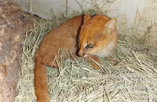 Gato-mourisco é resgatado em Castelo do Piaui e passa por reabilitação no Cetas (Foto: Reprodução)