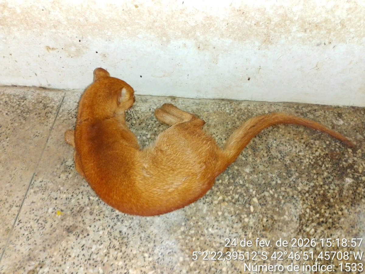 Gato-mourisco é resgatado em Castelo do Piaui e passa por reabilitação no Cetas