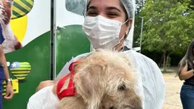 Governo do Piauí autoriza parceria para abrigar animais vítimas de maus-tratos (Foto: Reprodução)