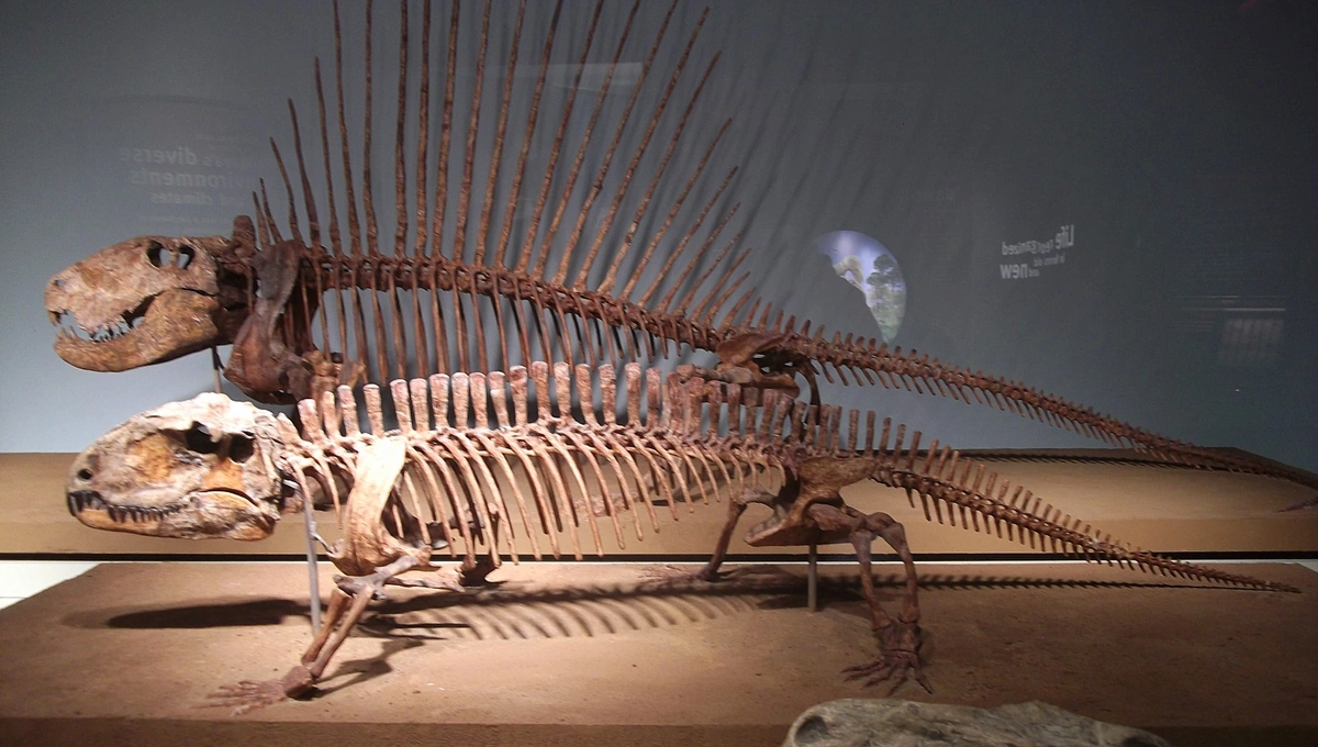 Imagem ilustrativa de esqueleto de pelicossauro