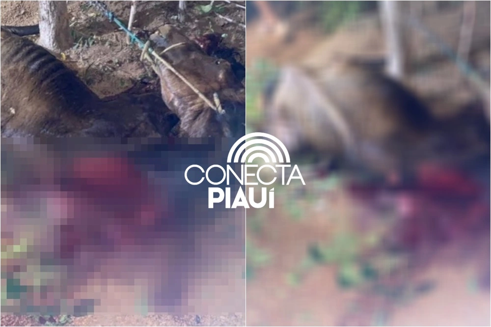 Polícia investiga caso de cavalo encontrado morto e mutilado em fazenda no Piauí