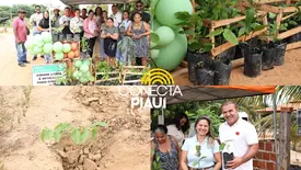 Prefeitura de Curimatá distribui mudas nativas e frutíferas (Foto: Reprodução)