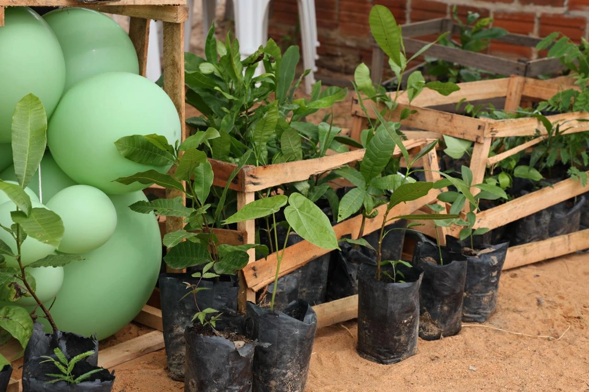Prefeitura de Curimatá distribui mudas nativas e frutíferas