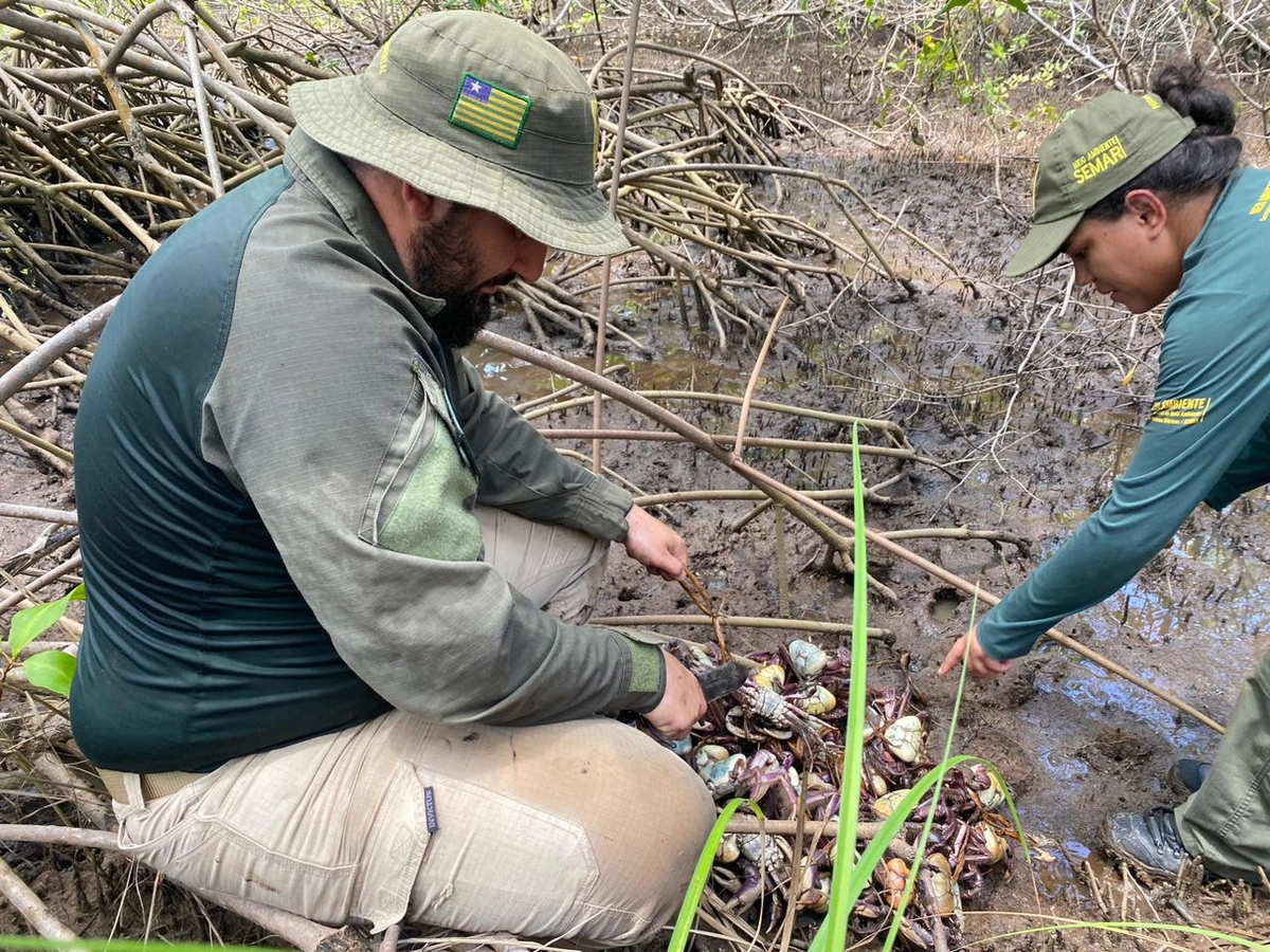 Quase 900 caranguejos salvos no defeso: a maior apreensão da história vira gesto concreto de proteção ao mangue no Piauí