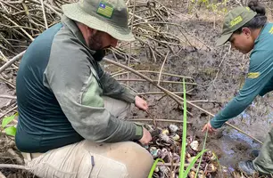 Quase 900 caranguejos salvos no defeso: a maior apreensão da história vira gesto concreto de proteção ao mangue no Piauí (Foto: Reprodução)