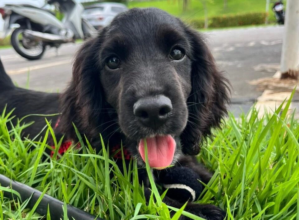 SSP-PI recebe filhotes de Cocker Spaniel para treinamento policial