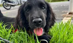 SSP-PI recebe filhotes de Cocker Spaniel para treinamento policial