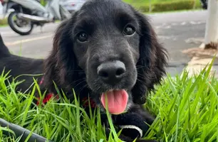 SSP-PI recebe filhotes de Cocker Spaniel para treinamento policial (Foto: Reprodução)