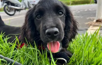 SSP-PI recebe filhotes de Cocker Spaniel para treinamento policial