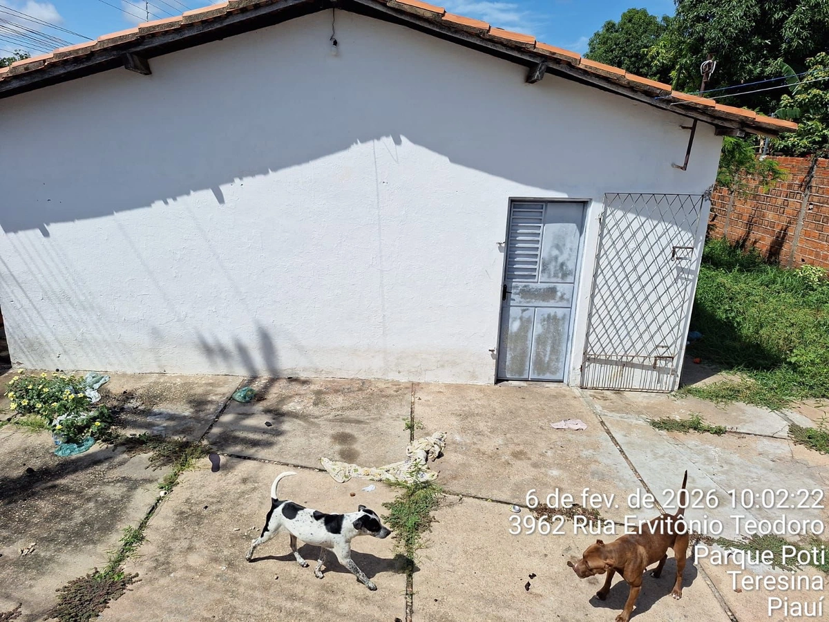 SSP-PI resgata cães em situação de maus-tratos na zona Sudeste de Teresina