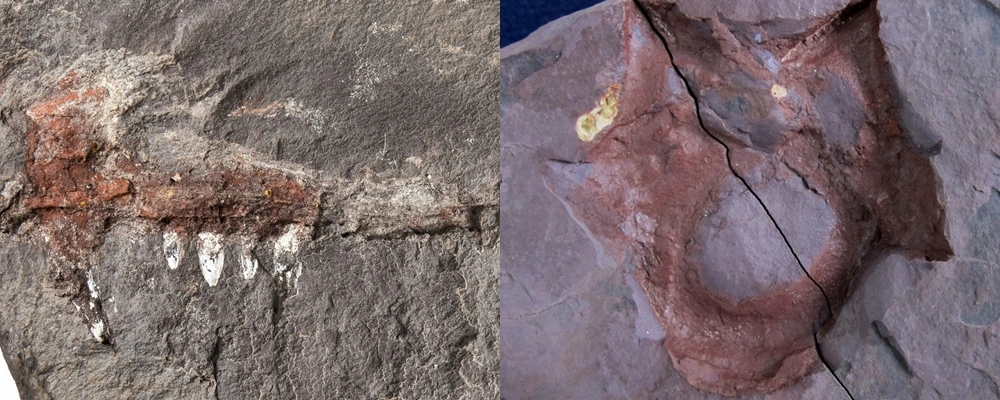 Universidade Federal do Piauí lidera descoberta inédita de pelicossauros no Brasil