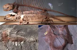 Universidade Federal do Piauí lidera descoberta inédita de pelicossauros no Brasil (Foto: Reprodução)