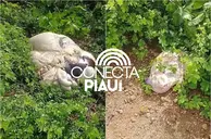 Vaca prenha é roubada e abatida no meio do mato na zona rural de Nazária