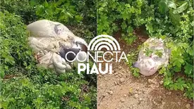 Vaca prenha é roubada e abatida no meio do mato na zona rural de Nazária (Foto: Reprodução)