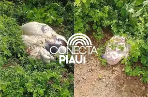 Vaca prenha é roubada e abatida no meio do mato na zona rural de Nazária (Foto: Reprodução)