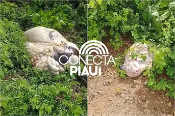 Vaca prenha é roubada e abatida no meio do mato na zona rural de Nazária
