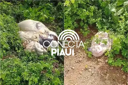 Vaca prenha é roubada e abatida no meio do mato em cidade do Piauí