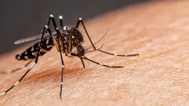 A dengue é uma doença viral infecciosa transmitida pelo mosquito Aedes aegypti, com sintomas como febre alta, dores no corpo/atrás dos olhos e prostração. (Foto: Reprodução/ Google)