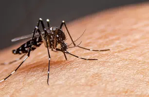 A dengue é uma doença viral infecciosa transmitida pelo mosquito Aedes aegypti, com sintomas como febre alta, dores no corpo/atrás dos olhos e prostração. (Foto: Reprodução/ Google)