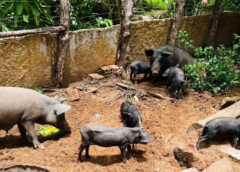 Adapi adota medidas sanitárias e controla foco de peste suína clássica no Piauí