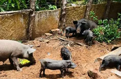 Adapi adota medidas sanitárias e controla foco de peste suína clássica no Piauí