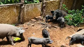Adapi adota medidas sanitárias e controla foco de peste suína clássica no Piauí (Foto: Reprodução)