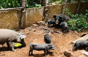 Adapi adota medidas sanitárias e controla foco de peste suína clássica no Piauí (Foto: Reprodução)