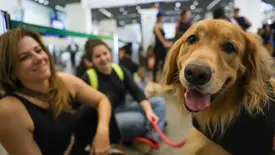 Alepi aprova na CCJ projeto que permite sepultamento de cães e gatos em cemitérios (Foto: Reprodução/ Agência Brasil)
