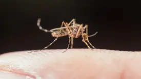 Algumas pessoas realmente atraem mais mosquitos do que outras? (Foto: Reprodução)