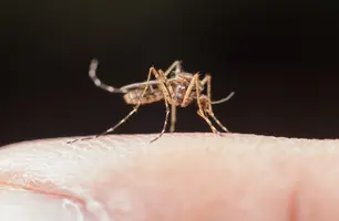 Algumas pessoas realmente atraem mais mosquitos do que outras? (Foto: Reprodução)