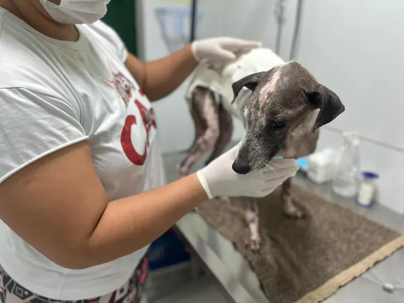 Associação Piauiense de Proteção e Amor aos Animais