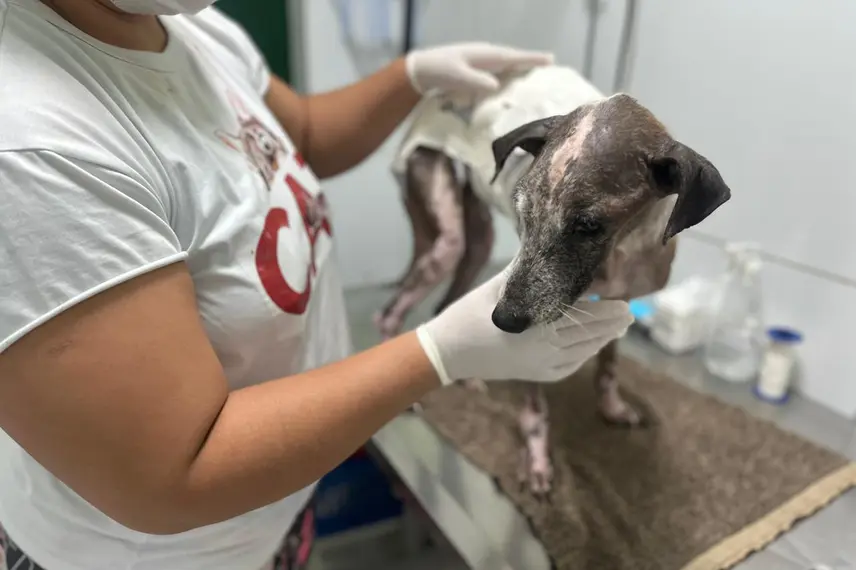 Associação Piauiense de Proteção e Amor aos Animais