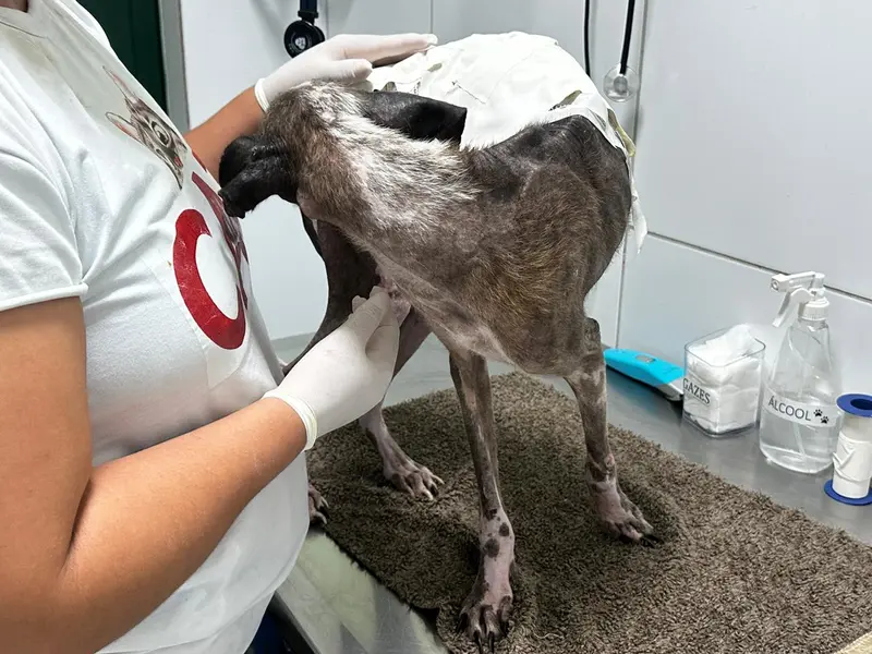 Associação Piauiense de Proteção e Amor aos Animais