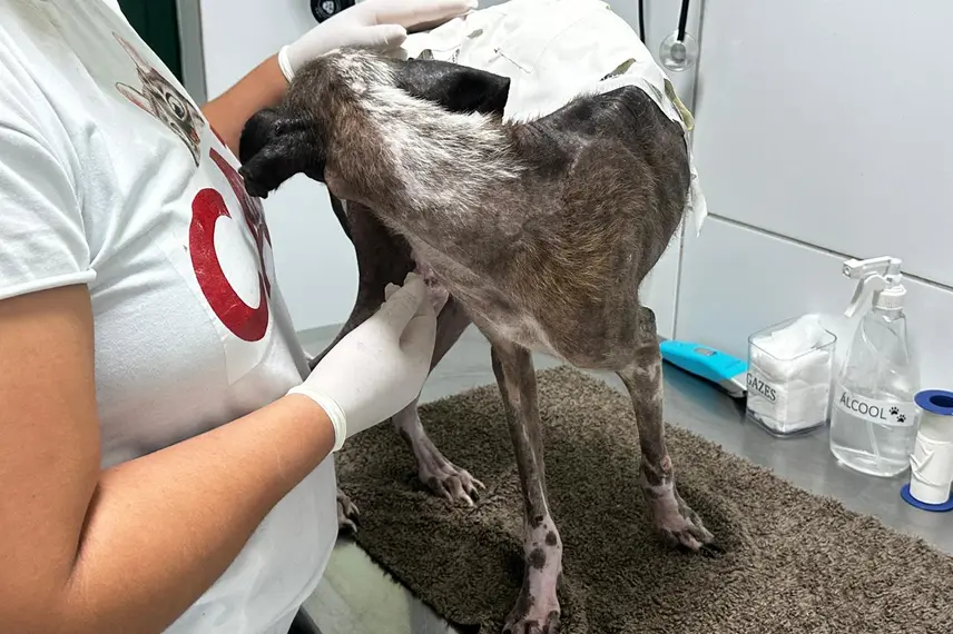 Associação Piauiense de Proteção e Amor aos Animais