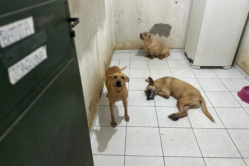 Associação Piauiense de Proteção e Amor aos Animais