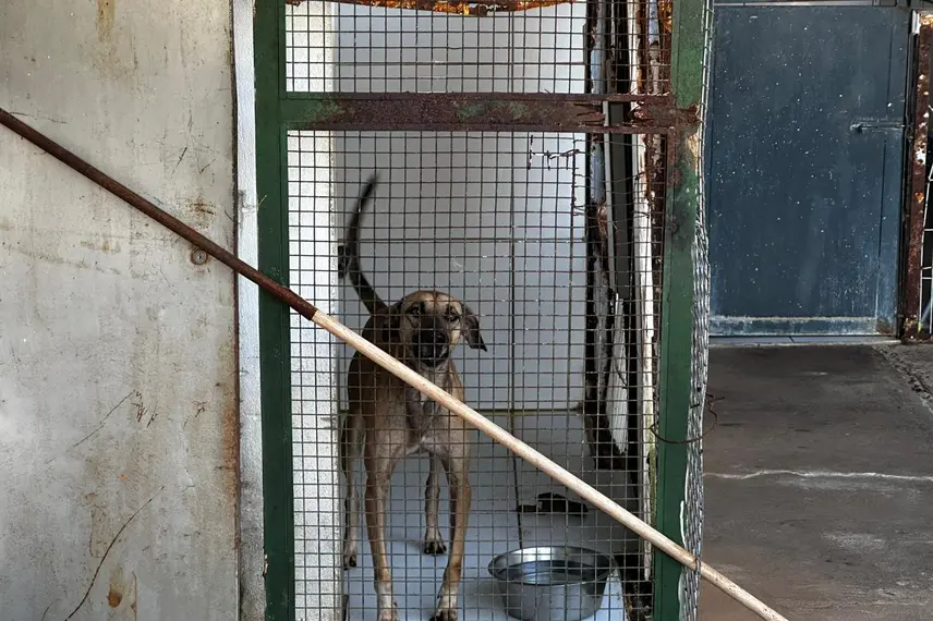 Associação Piauiense de Proteção e Amor aos Animais