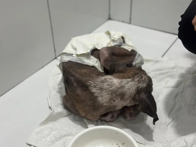 Associação Piauiense de Proteção e Amor aos Animais