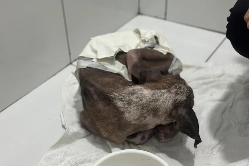 Associação Piauiense de Proteção e Amor aos Animais