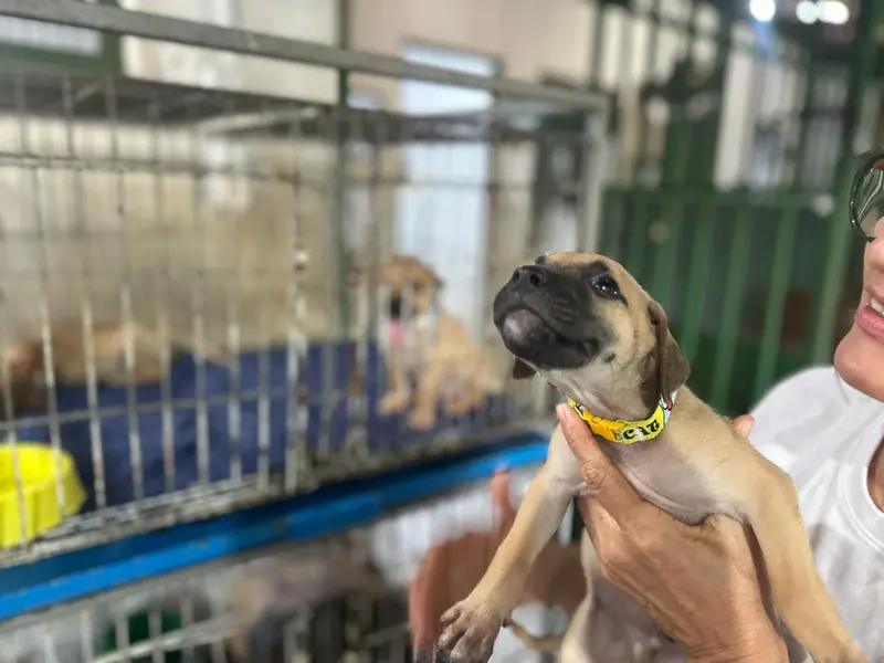 Associação Piauiense de Proteção e Amor aos Animais