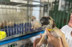 Associação Piauiense de Proteção e Amor aos Animais