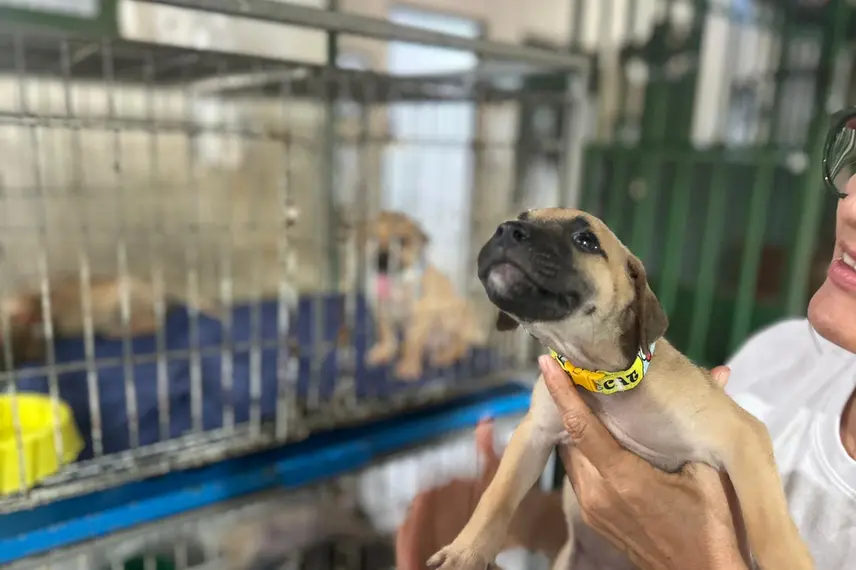 Associação Piauiense de Proteção e Amor aos Animais