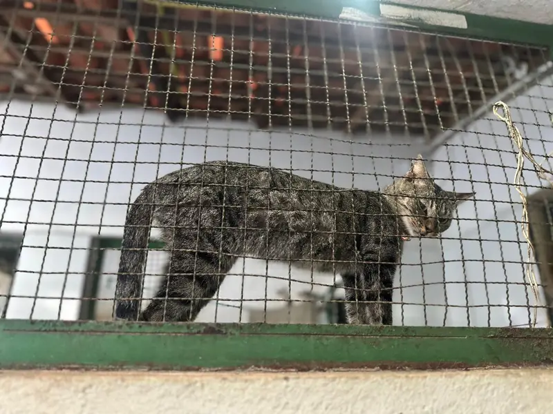 Associação Piauiense de Proteção e Amor aos Animais