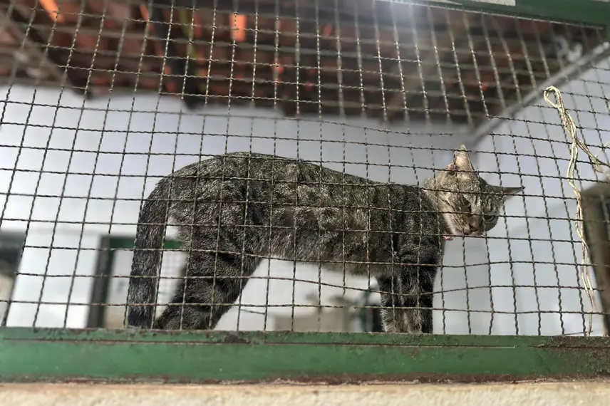 Associação Piauiense de Proteção e Amor aos Animais